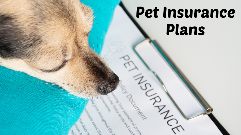 Pet Insurance Plans